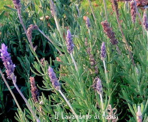 Lavandula dentata Inglese 'Royal Crown'