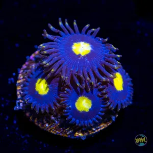 WWC Crown Royal Zoanthids