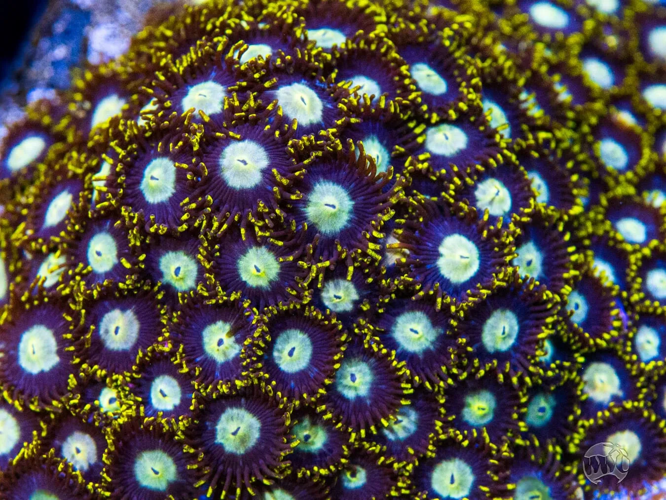 WWC Crown Royal Zoanthids